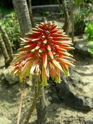 Aloe brownii -  Aloe, Blütenstand  © Mag. Angelika Ficenc