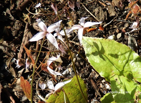 Epimedium "Enchantress" - Elfenblume  © Mag. Angelika Ficenc