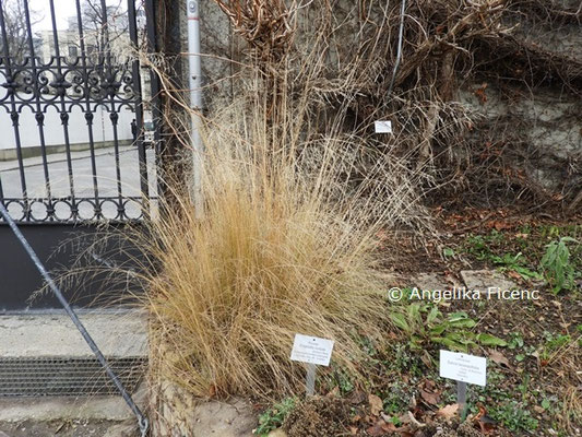 Eragrostis curvula  © Mag. Angelika Ficenc