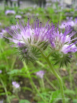 Phacelia tanacetifolia - Rainfarn-Büschelschön  © Mag. Angelika Ficenc