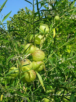 Gomphocarpus physocarpus "Hairy Balls" - Ballonpflanze, Balgfrüchte  © Mag. Angelika Ficenc