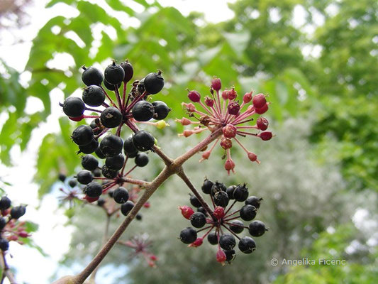 Aralia californica - Kalifornischer Angelikabaum  © Mag. Angelika Ficenc