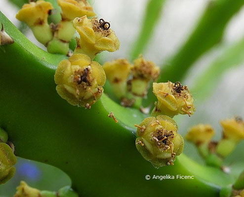 Euphorbia grandidens  © Mag. Angelika Ficenc