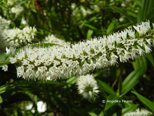 Veronica salicifolia  © Mag. Angelika Ficenc