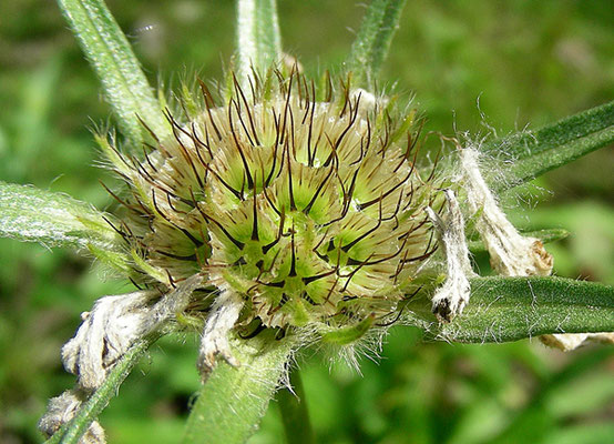 Lomelosia caucasica - Kaukasus Grasskabiose,   © Mag. Angelika Ficenc