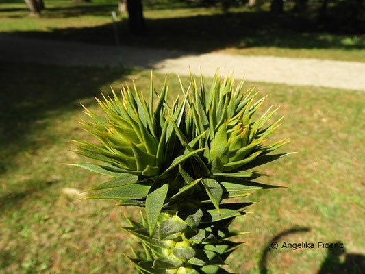 Araucaria araucana - Chilenische Araukarie  © Mag. Angelika Ficenc