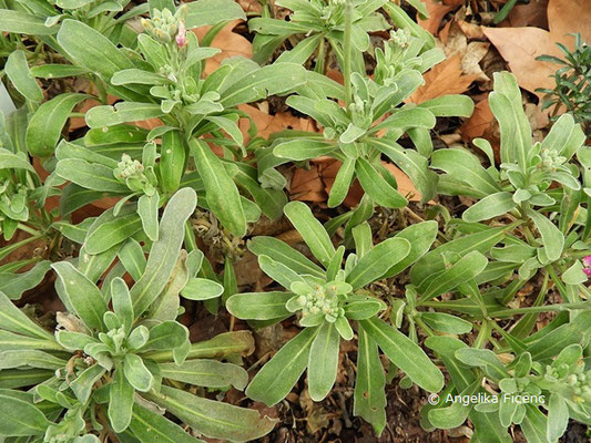 Matthiola incana  © Mag. Angelika Ficenc