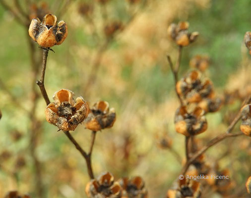 Ruta graveolens - Weinraute  © Mag. Angelika Ficenc