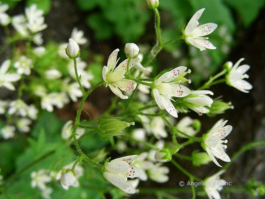 Saxifraga rotundifolia - Rundblatt Steinbrech  © Mag. Angelika Ficenc