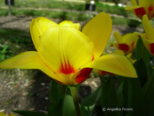 Tulipa stresa  © Mag. Angelika Ficenc