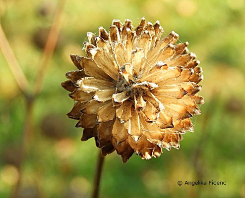 Cephalaria radiata, Fruchtstand  © Mag. Angelika Ficenc