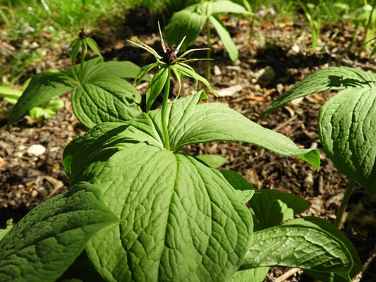 Paris quadrifolia - Vierblättrige Einbeere  © Mag. Angelika Ficenc