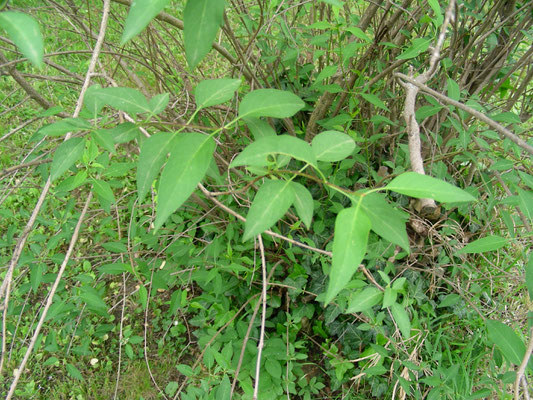 Syringa x persica ( S. vulgaris x S. lanciniata) - Balkan Flieder, © Mag. Angelika Ficenc