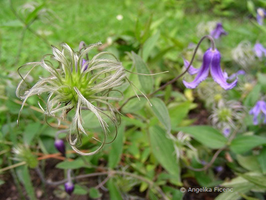 Clematis integrifolia - Ganzblatt Waldrebe © Mag. Angelika Ficenc