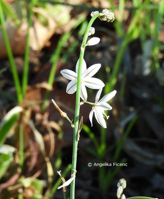 Asphodelus fistulosus  © Mag. Angelika Ficenc