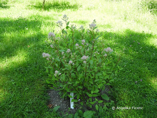   Ceanothus americanus - Säckelblume © Mag. Angelika Ficenc