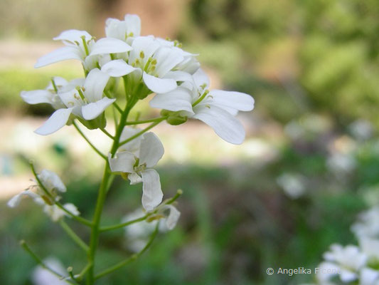 Arabis ferdinandi-cobourgi - Gänsekresse  © Mag. Angelika Ficenc