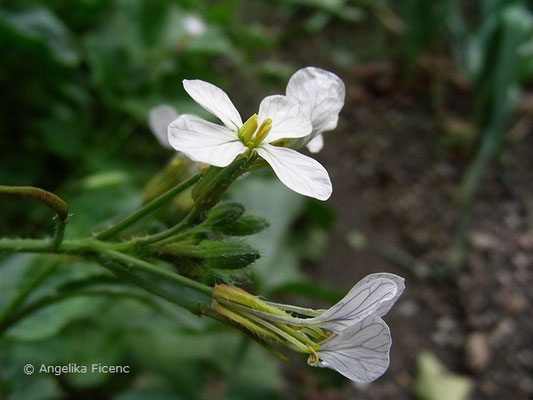 Raphanus sativus var. Niger - Schwarzer Winterrettich, Kulturform  © Mag. Angelika Ficenc