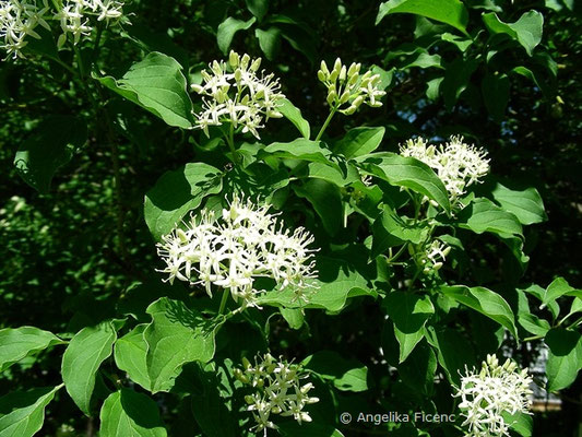 Cornus stricta - Steifer Hartriegel    © Mag. Angelika Ficenc