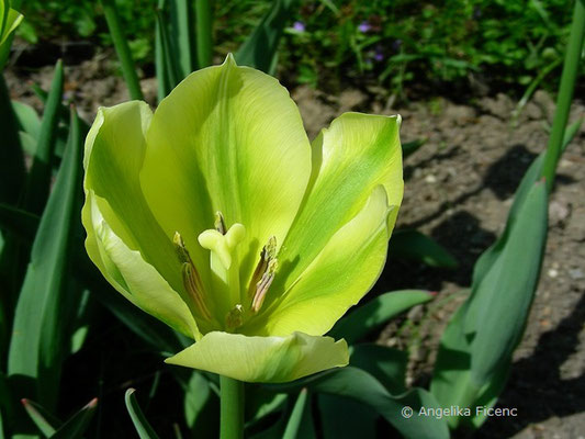 Tulipa viridiflora  © Mag. Angelika Ficenc