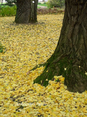 Ginkgo biloba © Mag. Angelika Ficenc