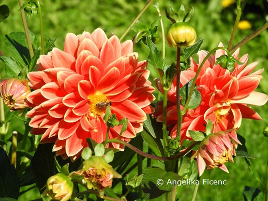 Dahlia "Autumn Sunburst"   © Mag. Angelika Ficenc