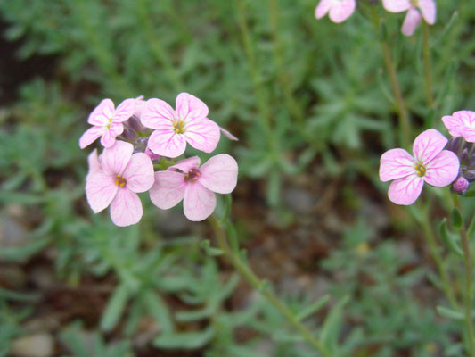 Aethionema grandiflora   © Mag. Angelika Ficenc