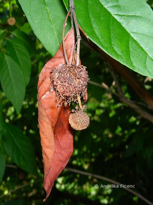 Cephalanthus occidentalis - Button Busch  © Mag. Angelika Ficenc