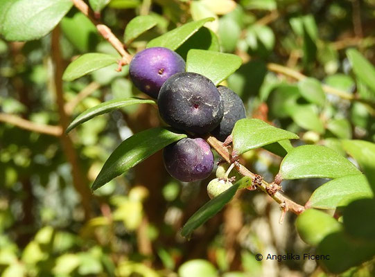 Myrsine africana - Myrsine, Früchte  © Mag. Angelika Ficenc