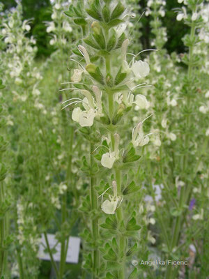 Salvia austriaca - Österreichischer Salbei  © Mag. Angelika Ficenc