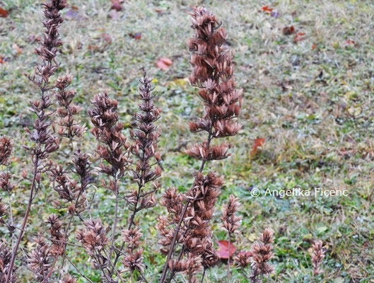 Agastache foeniculum © Mag. Angelika Ficenc