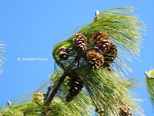 Pinus wallichiana  © Mag. Angelika Ficenc