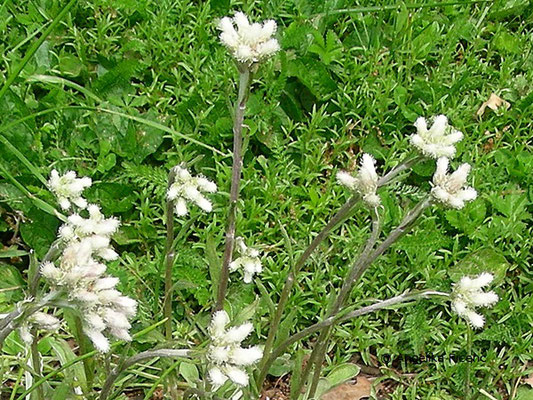 Antennaria plantaginifolia - Katzenpfötchen  © Mag. Angelika Ficenc