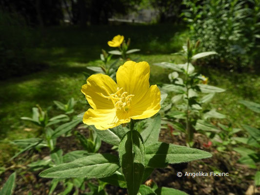 Oenothera pilosa © Mag. Angelika Ficenc