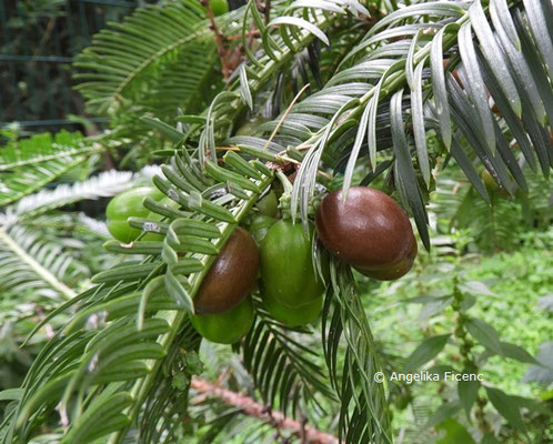 Cephalotaxus fortunei   © Mag. Angelika Ficenc