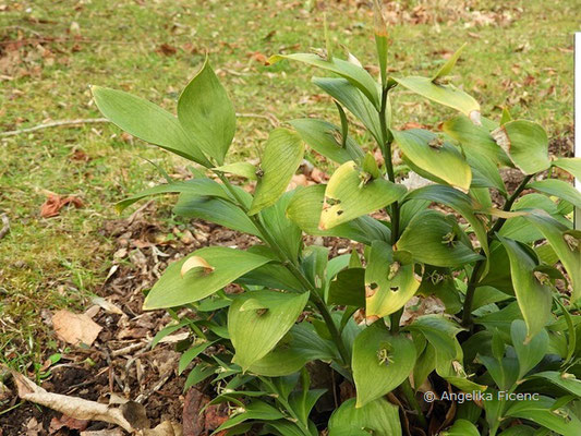 Ruscus hypophyllum - Mäusedorn  © Mag. Angelika Ficenc