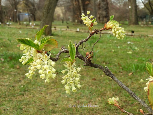 Ribes laurifolium  © Mag. Angelika Ficenc