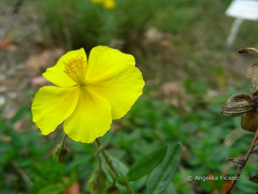 Helianthemum ovatum - Trübgrünes Sonnenröschen  © Mag. Angelika Ficenc