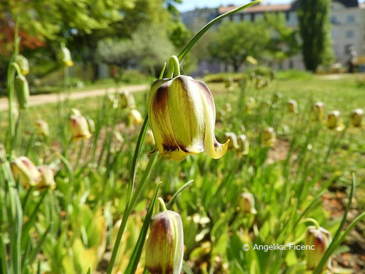 Fritillaria pontica - Pontus Fritillarie  © Mag. Angelika Ficenc