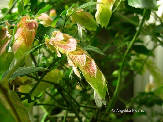 Justicia brandegeeana - Garnelen Justizie    © Angelika Ficenc