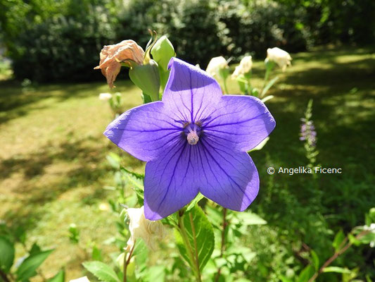 Platycodon grandiflorus  © Mag. Angelika Ficenc