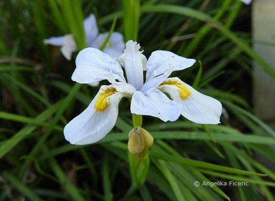 Iris Henryi   © Mag. Angelika Ficenc