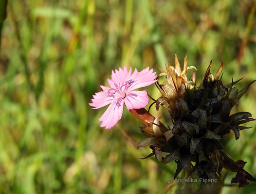 Dianthus gigantheus - Riesennelke  © Mag. Angelika Ficenc