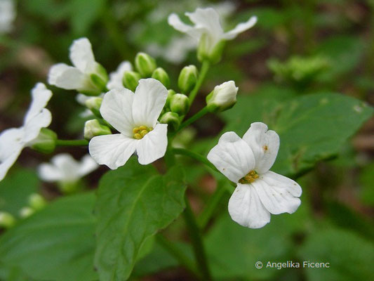 Pachxphragma macrophyllum - Scheinschaumkraut, Blüten  © Mag. Angelika Ficenc