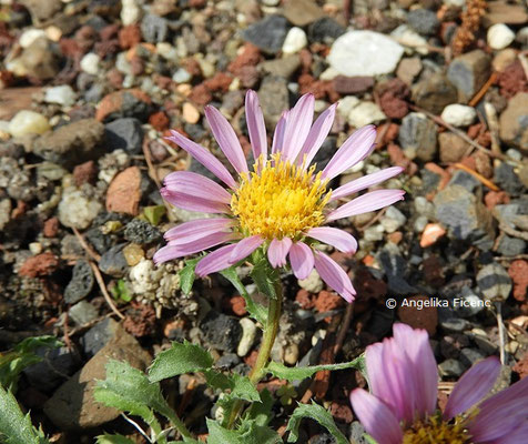 Machaeranthera coloradensis, Blüte  © Mag. Angelika Ficenc