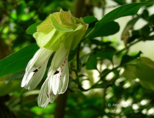 Justicia brandegeeana - Garnelen Justizie    © Angelika Ficenc