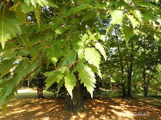 Fagus sylvativa "Laciniata" - Schlitzblatt-Buche  © Mag. Angelika Ficenc