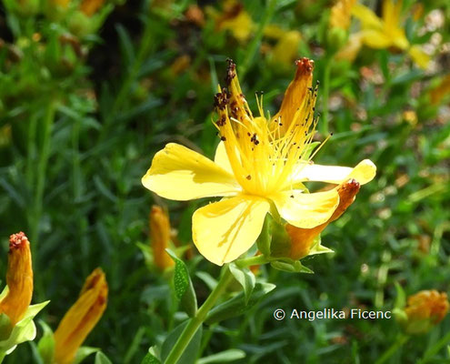 Hypericum linarioides  © Mag. Angelika Ficenc