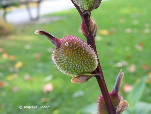 Canna indica, Frucht