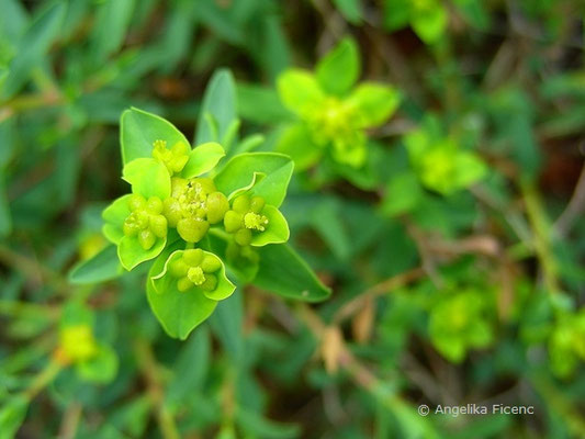 Euphorbia spinosa- Dornige Wolfsmilch, Blütenstand  © Mag. Angelika Ficenc